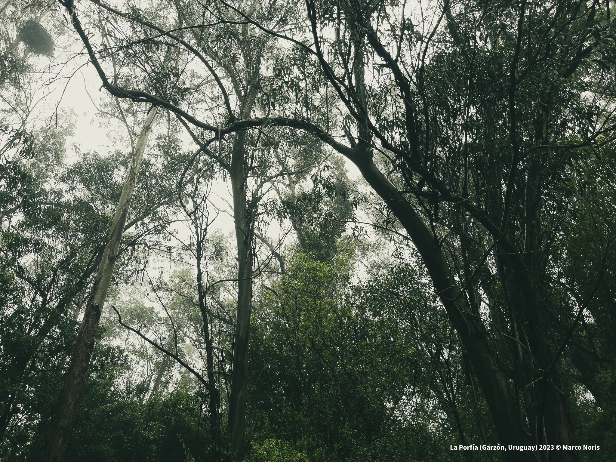 La Porfía - 2023 - Marco Noris